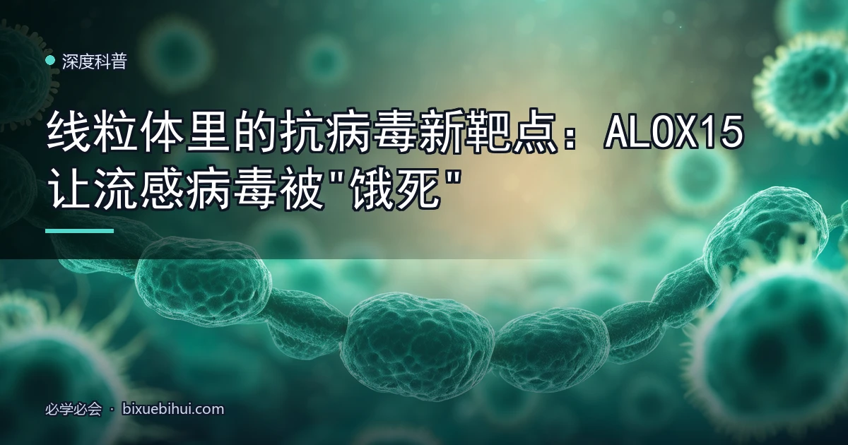 线粒体里的抗病毒新靶点:ALOX15 让流感病毒被"饿死"