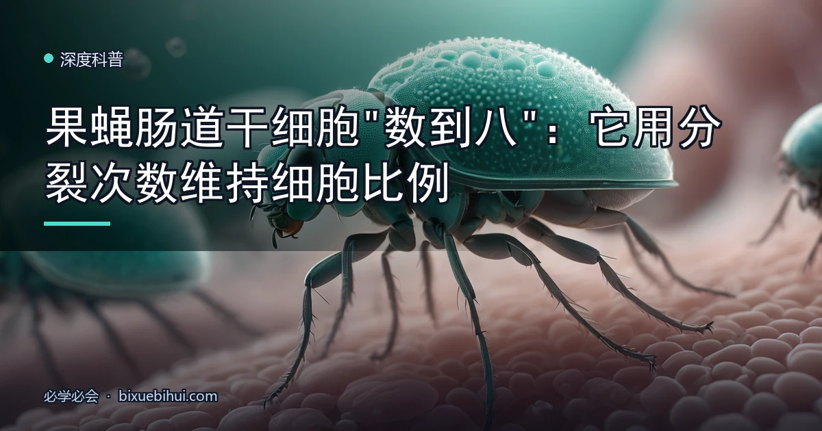 果蝇肠道干细胞"数到八":它用分裂次数维持细胞比例