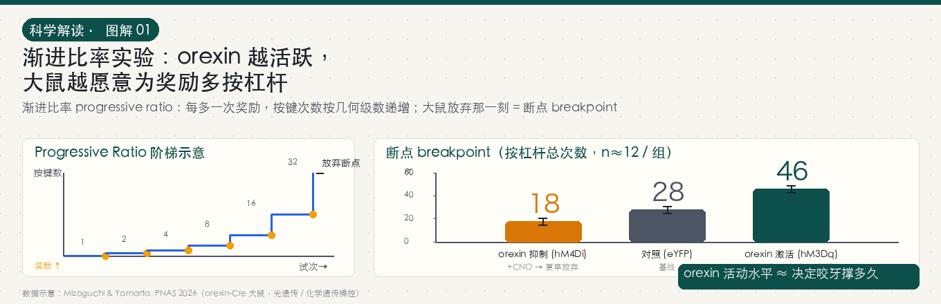 渐进比率实验：每换一次奖励，所需按键数递增