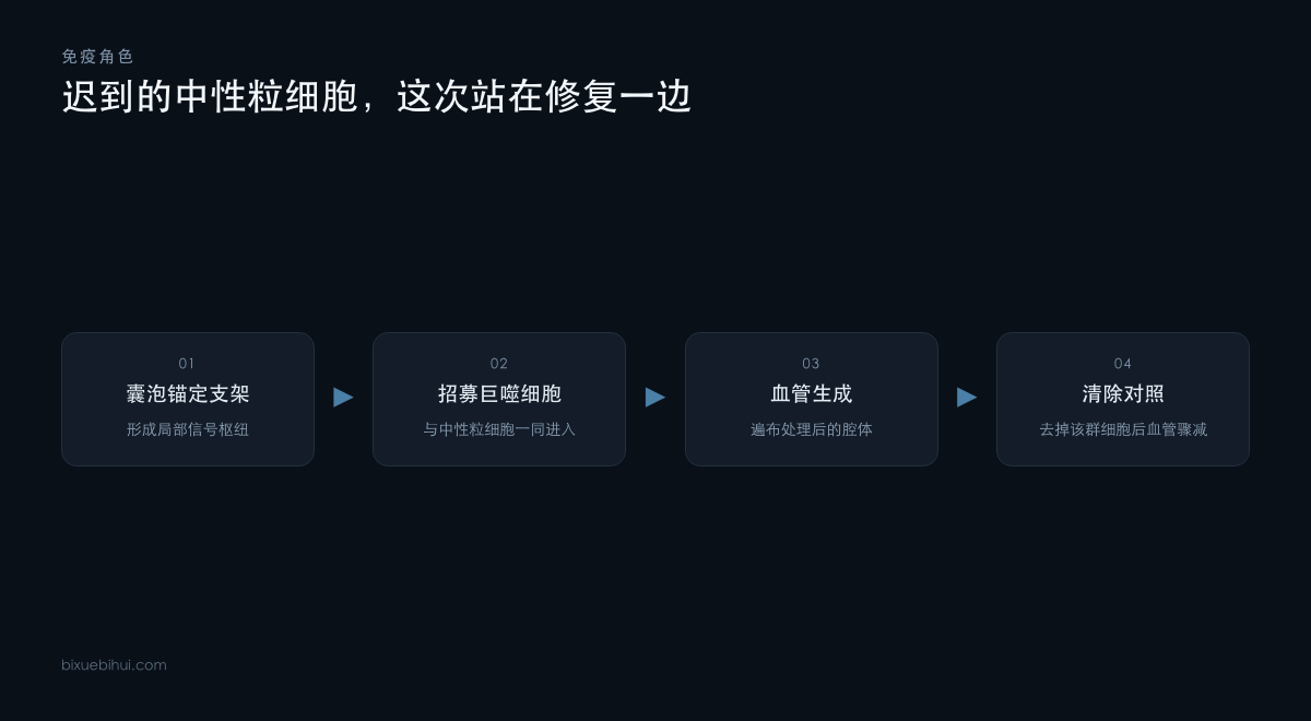 从囊泡锚定到血管生成的修复链条