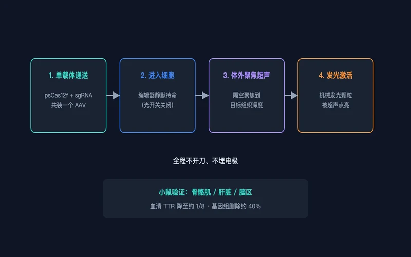 图1：单载体递送 + 体外聚焦超声激活的完整流程