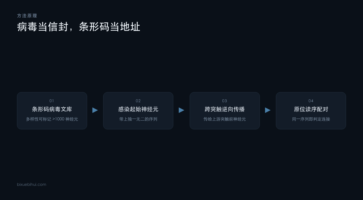 BRISC 用病毒携带条形码实现跨突触标记