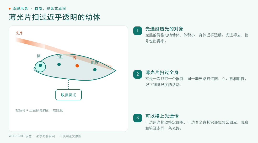 薄光片扫过近乎透明幼体的成像示意