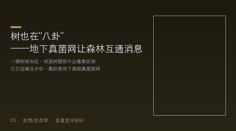 树也在"八卦":地下真菌网让森林互通消息,比互联网古老4亿年