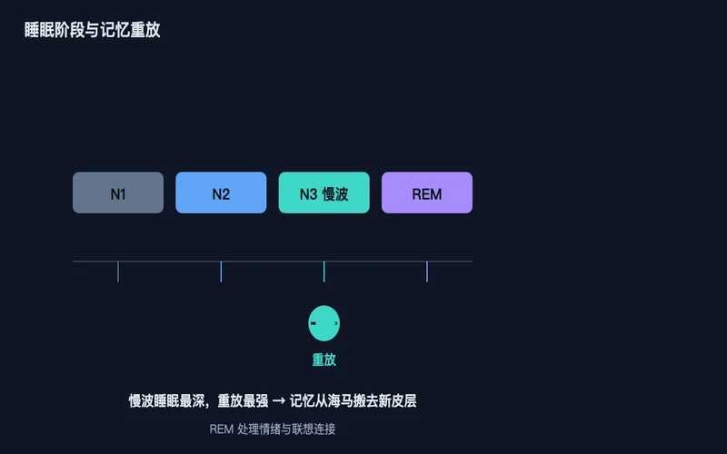 图2:睡眠阶段时间轴——慢波睡眠最深、重放最强,是记忆巩固的关键窗口