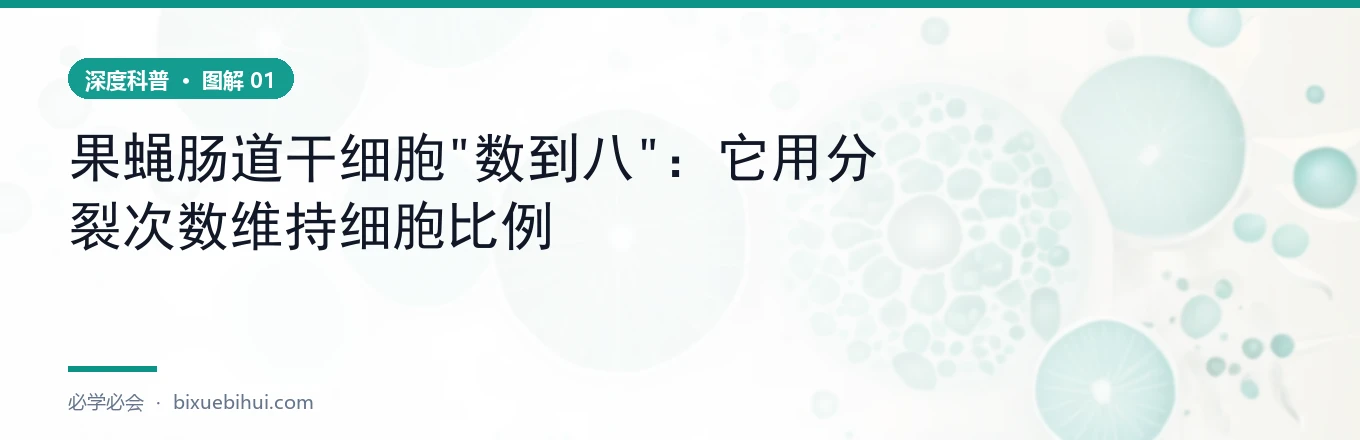 8 轮吸收 + 1 轮分泌