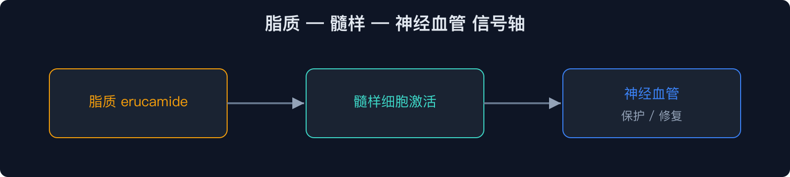 脂质 — 髓样 — 神经血管 信号轴