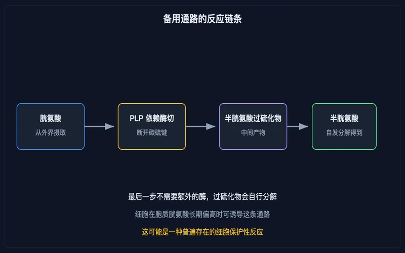 图示：备用通路的反应链条，最后一步的分解不需要额外的酶