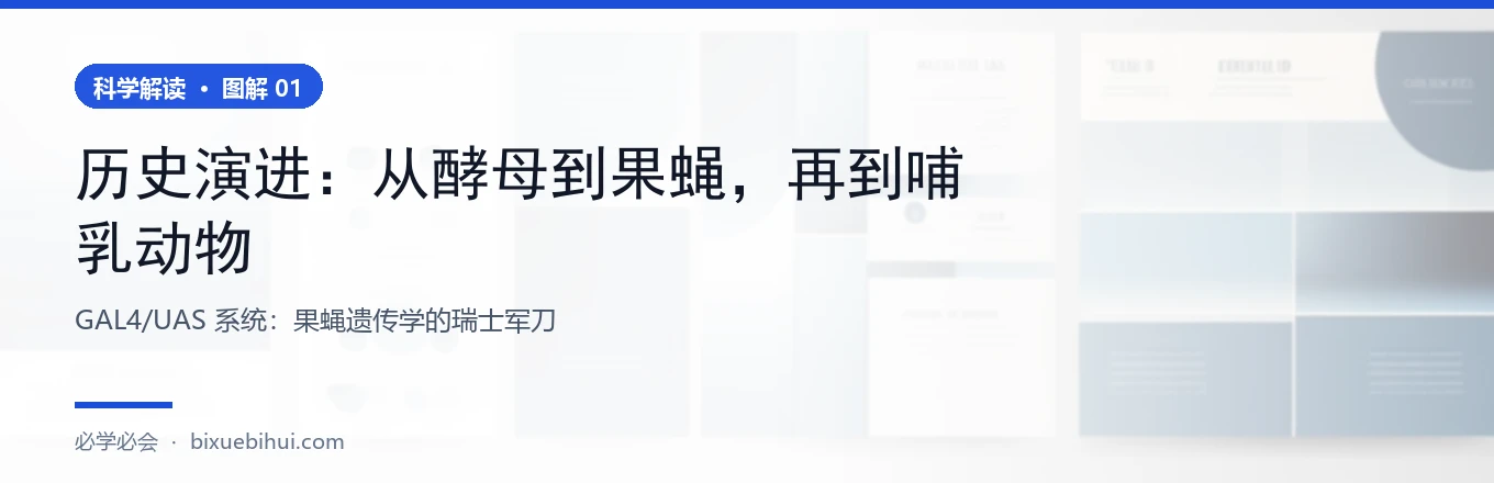 图 1：GAL4/UAS 二元表达系统工作原理