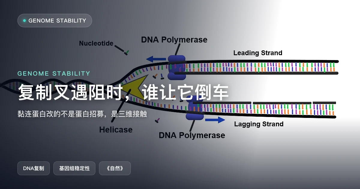 DNA 复制遇阻时,是谁按下暂停又让它倒车