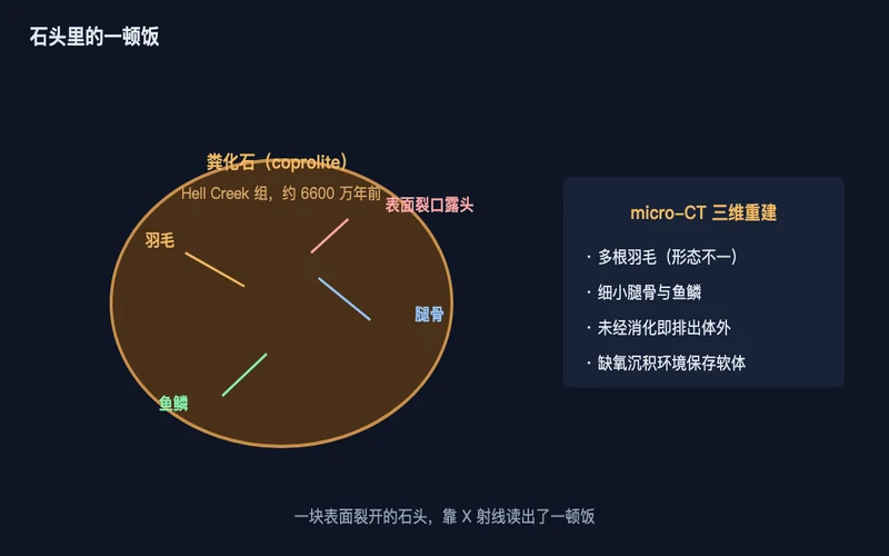 图1：粪化石与 micro-CT 重建出的内部内容物，羽毛、腿骨与鱼鳞同时出现