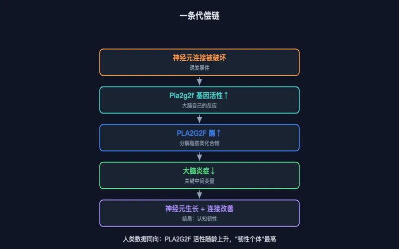 图3：一条代偿链——连接破坏诱发 Pla2g2f 上调，经抗炎通路走向认知韧性