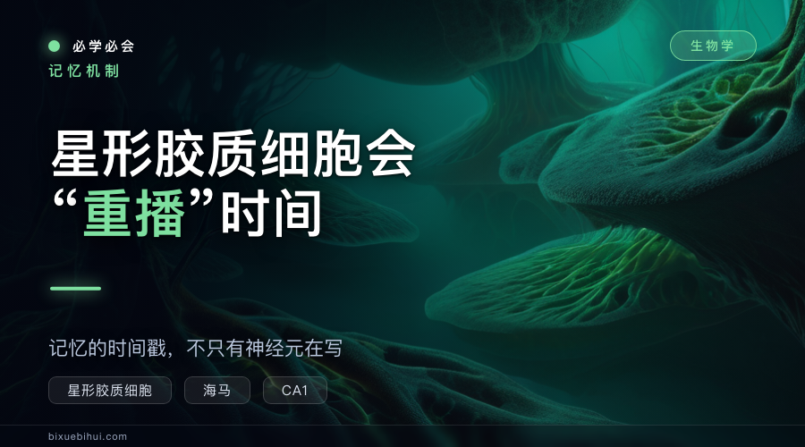 星形胶质细胞会“重播”时间：记忆的时间戳不只有神经元在写