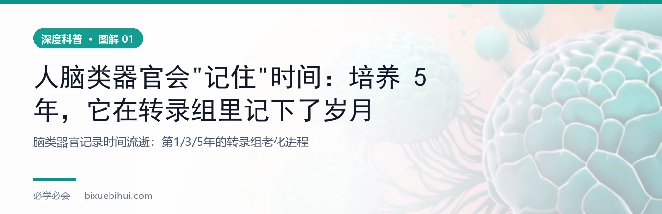 脑类器官记录了时间流逝