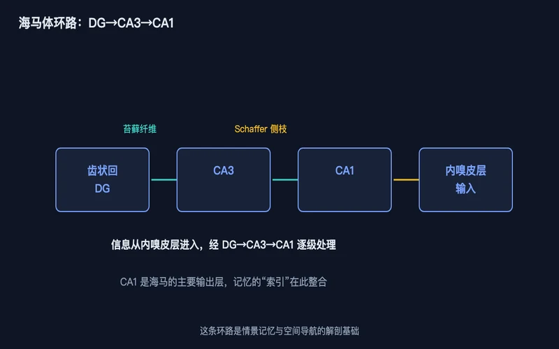 图1:海马体主环路——信息从内嗅皮层进入,经齿状回→CA3→CA1 逐级处理,CA1 是主要输出层
