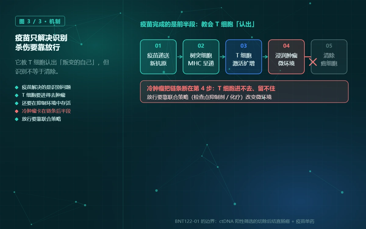 疫苗只解决识别，杀伤要靠微环境放行