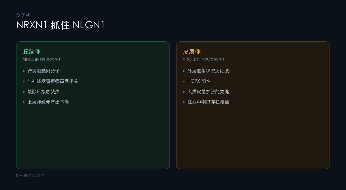 NRXN1 与 NLGN1 构成的跨细胞分子桥