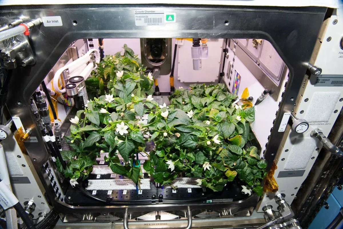 国际空间站高级植物培养箱内的辣椒植株