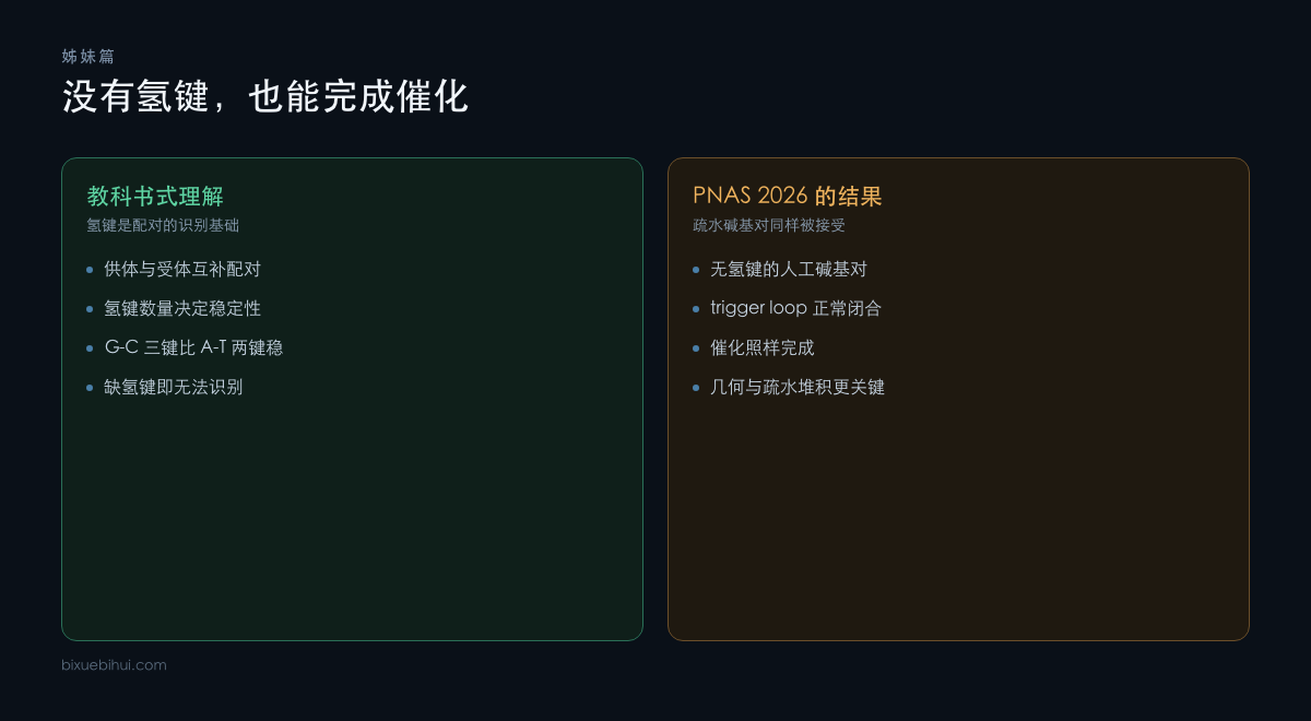 无氢键的疏水碱基对同样能被聚合酶接受并完成催化