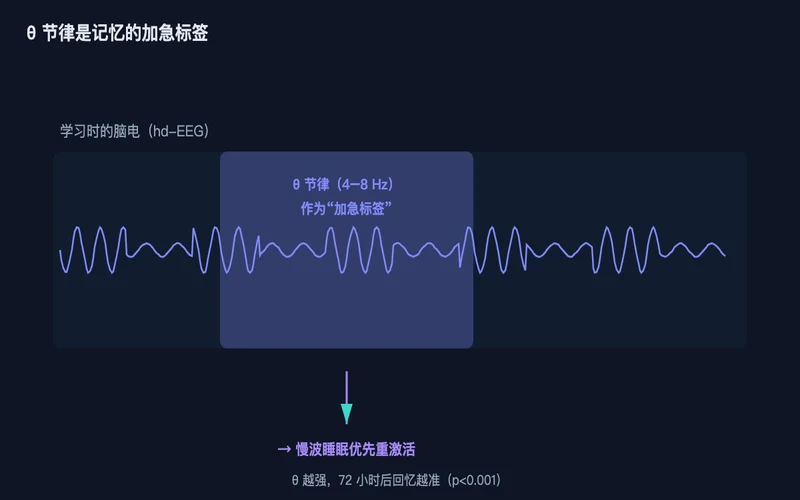 图1：学习时的 θ 节律（4–8 Hz）像一张“加急标签”，决定该记忆在睡眠中被优先重放