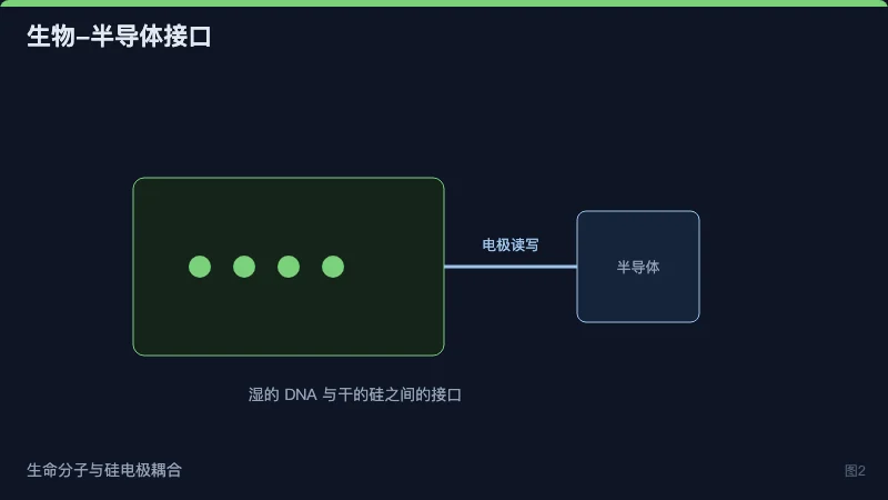 图2:DNA 层与半导体电极构成的杂化存储单元