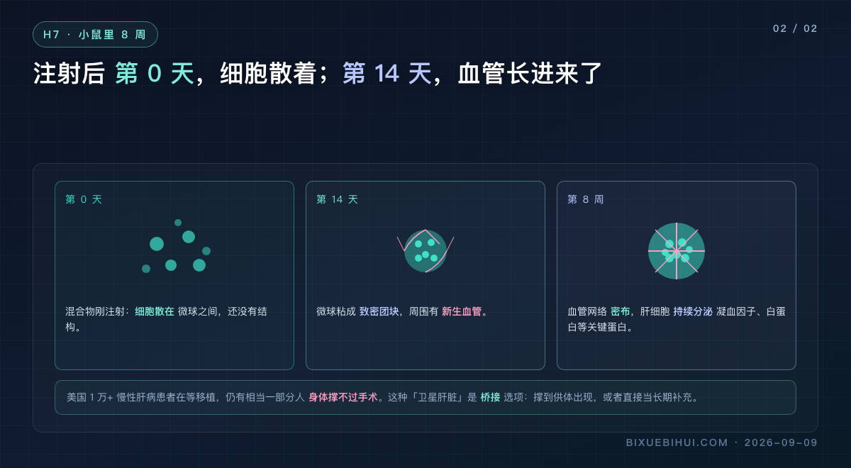 图2：小鼠 8 周