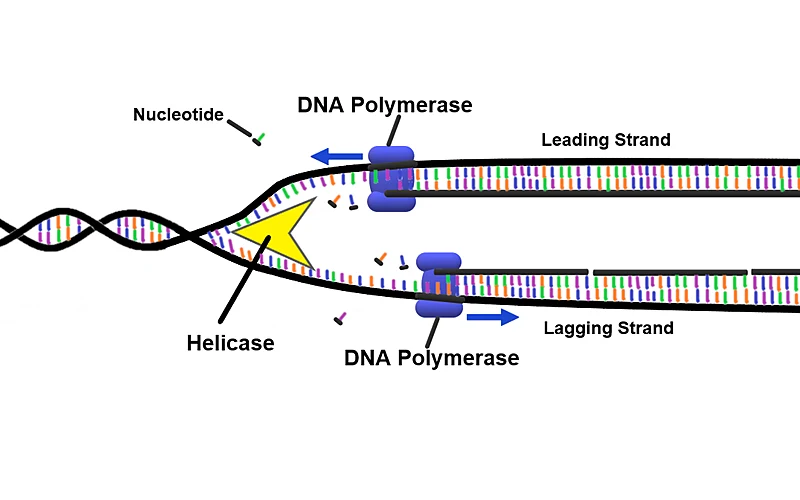 图2：DNA 聚合酶与复制叉