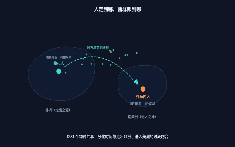 图1：人走到哪，菌跟到哪——哈扎人与齐马内人的跨洋共享，菌点随迁徙路线分布