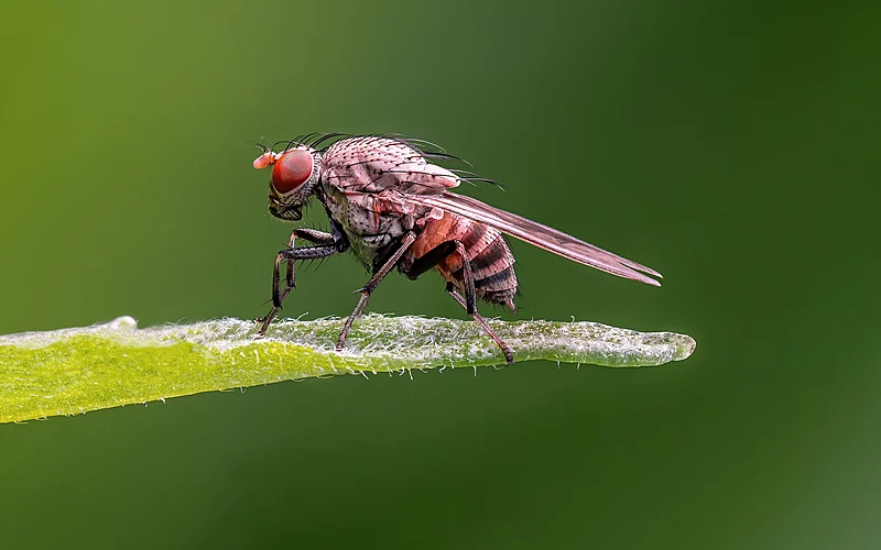 图1：黑腹果蝇（Drosophila melanogaster），本研究的模式生物