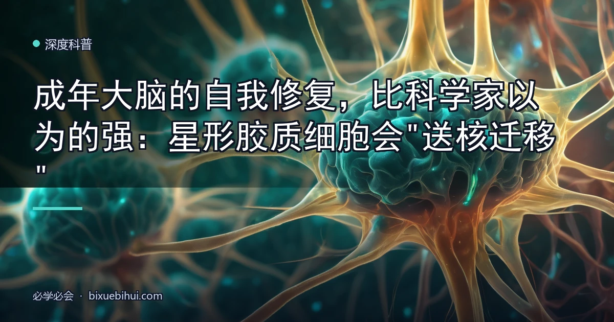 成年大脑的自我修复,比科学家以为的强:星形胶质细胞会"送核迁移"