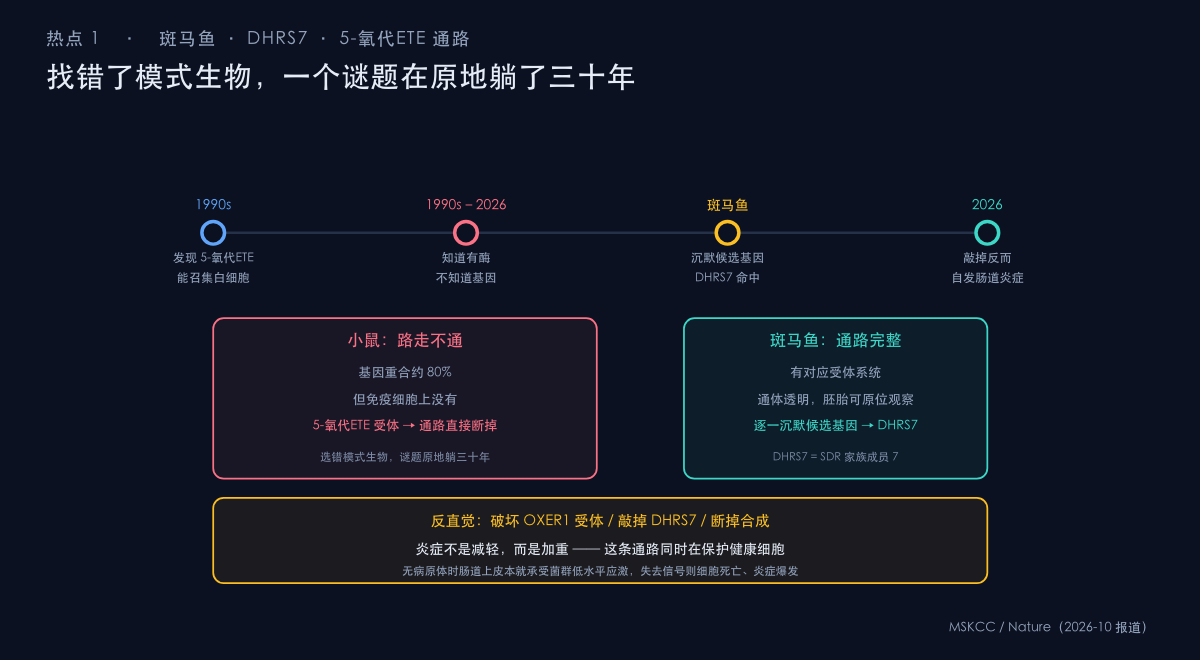图：斑马鱼模型锁定 DHRS7——合成 5-oxoETE 的关键酶基因
