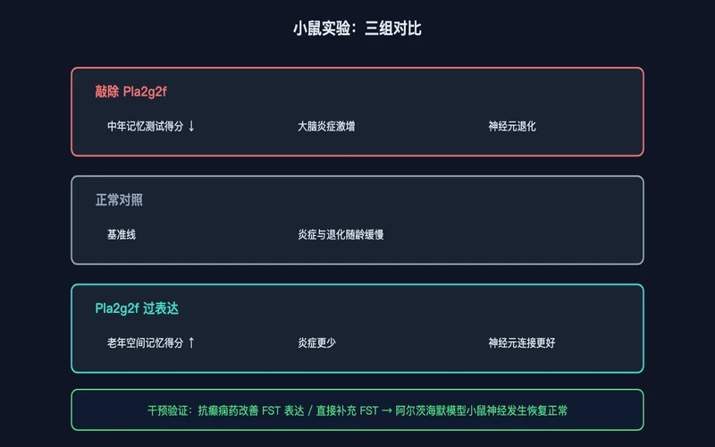 图2：小鼠三组实验——敲除、对照、过表达的认知与炎症结局对比