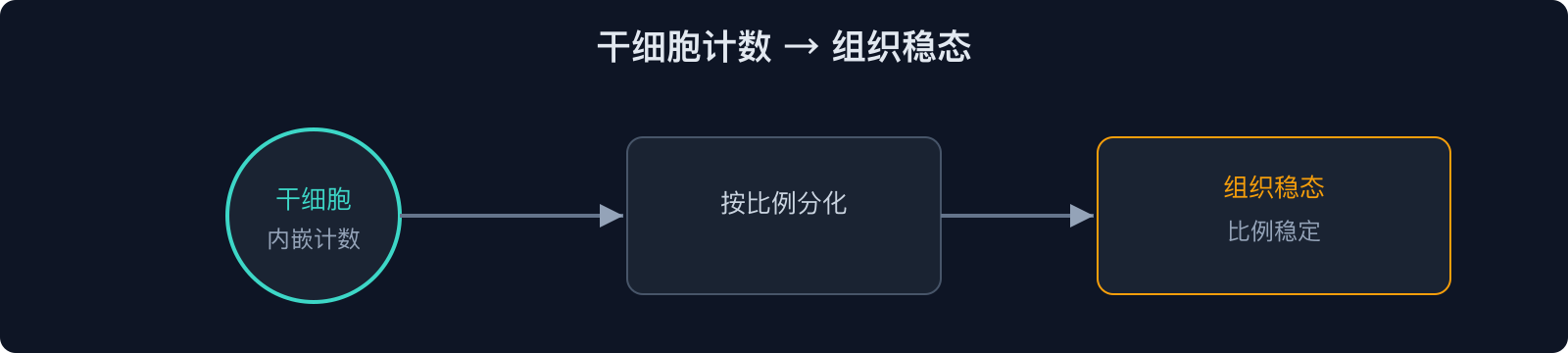 干细胞计数 → 组织稳态