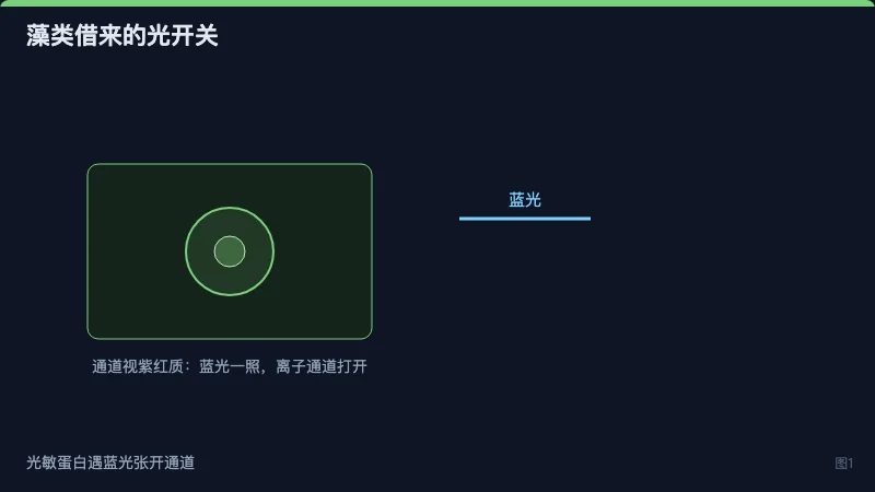 图1:藻类通道视紫红质蛋白受蓝光照射张开离子通道
