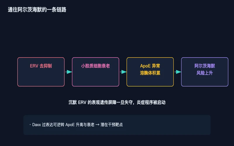 图2：ERV 去抑制 → 小胶质细胞衰老 → ApoE/溶酶体异常 → 阿尔茨海默风险上升