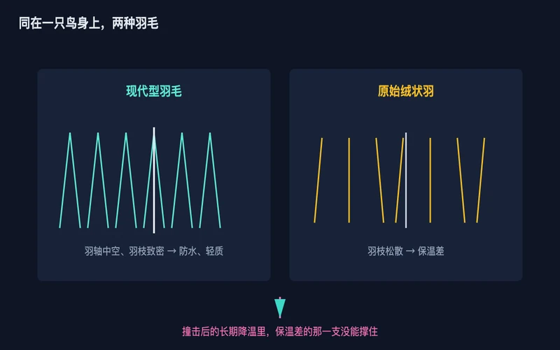 图2：同一只鸟身上并存两种羽毛，致密羽枝与松散绒羽的保温能力差距明显