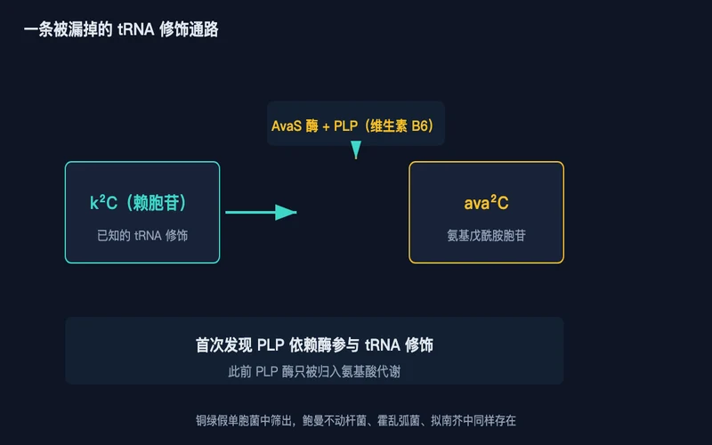 图1：AvaS 依赖 PLP 把 k²C 转化为 ava²C，首次把 PLP 酶与 tRNA 修饰连起来