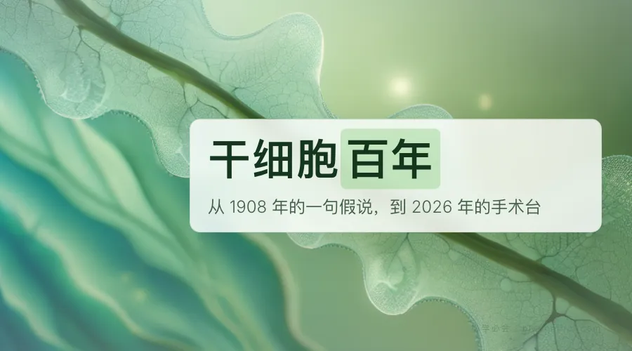 干细胞：从1908年的假说到2026年的手术台