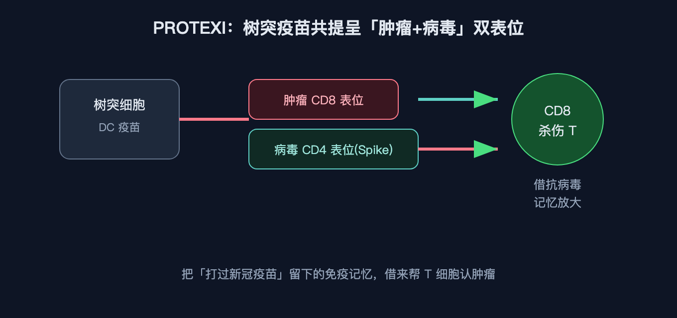 PROTEXI 树突疫苗共提呈「肿瘤 CD8 表位 + 病毒 CD4 表位」，借抗病毒 T 细胞记忆放大抗肿瘤应答