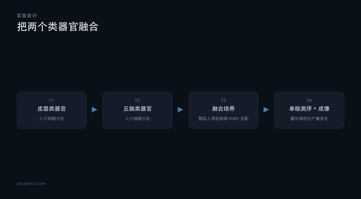 皮层类器官与丘脑类器官融合的实验设计