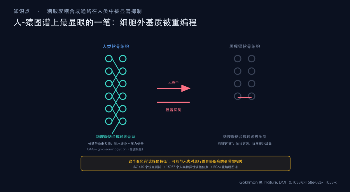 图：细胞外基质 ECM 与糖胺聚糖 GAG 在骨骼软骨中的吸水缓冲与机械信号双重作用