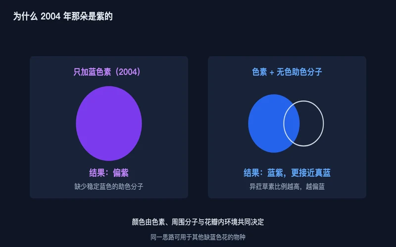 图2：只加蓝色素与同时补上助色分子的显色差异