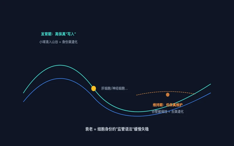 图1：Waddington 景观与衰老的