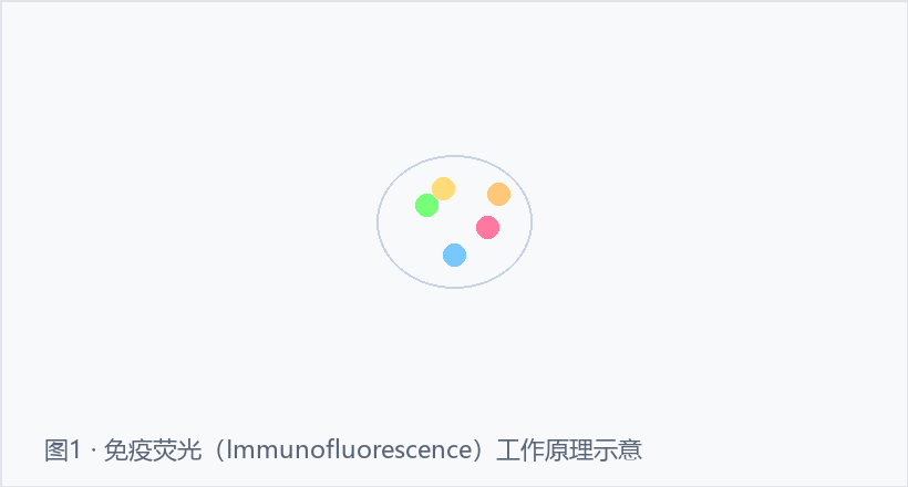 免疫荧光示意图
