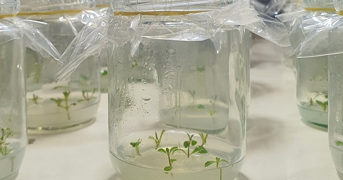 一片叶子,长成一棵植物:植物组织培养背后的原理