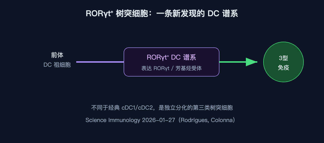 RORγt⁺ 树突细胞由 DC 祖细胞独立分化而来，不同于经典的 cDC1/cDC2