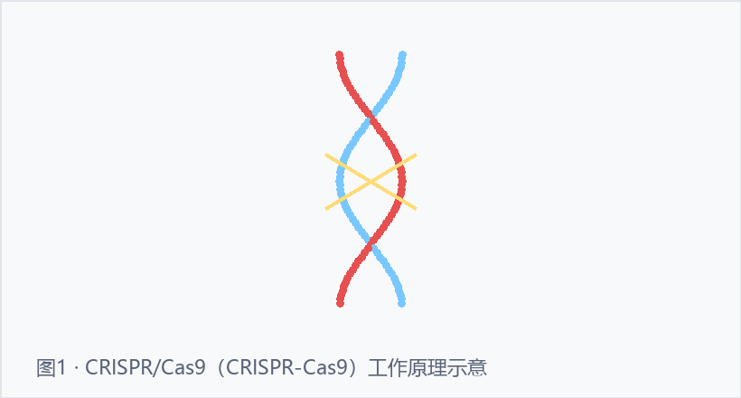 CRISPR/Cas9示意图