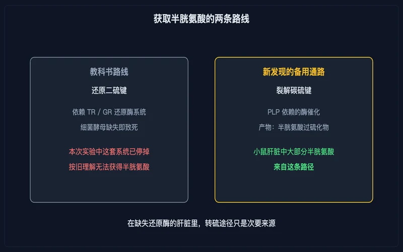 图示：获取半胱氨酸的两条路线：还原二硫键与裂解碳硫键