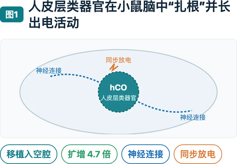 从培养皿到活体:脑类器官技术的二十年起伏