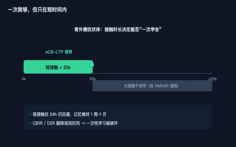 图1：背外侧纹状体里，短接触（<20 秒）诱导 eCB-LTP，长接触走 NMDAR 通路